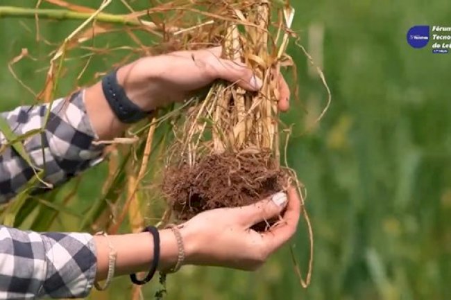 17° Fórum Tecnológico do Leite de Teutônia debate relação entre manejo de solo e aumento da produtividade de silagem de milho