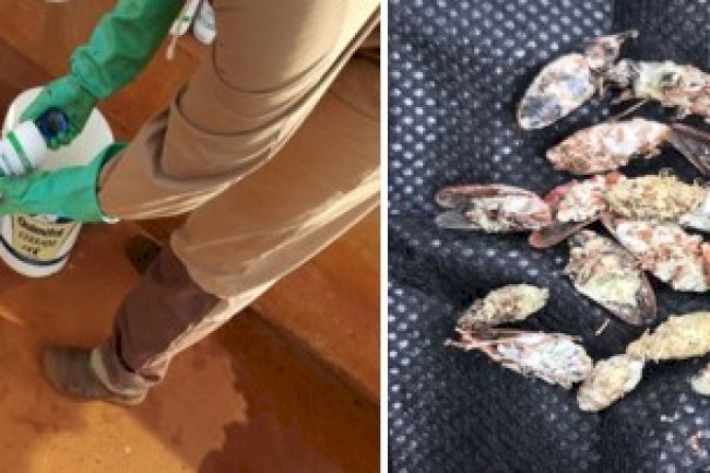 Bioinsumos para controle biológico de insetos-praga da cana-de-açúcar