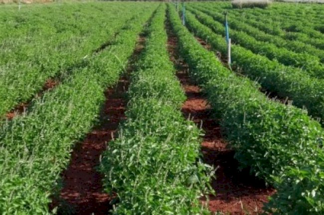 Fungicida à base de óleos essenciais combate pragas da cultura de soja