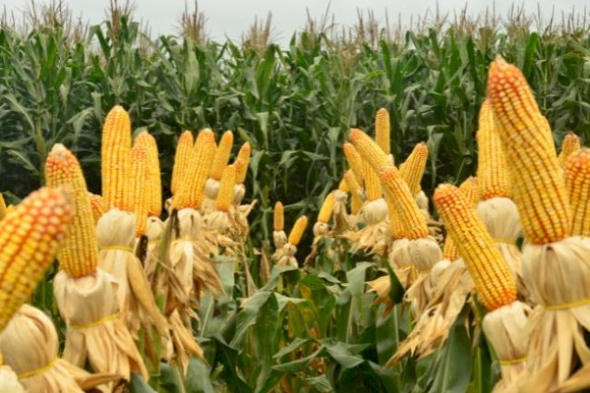 Safra 2023/2024 de milho: saiba quais são fatores decisivos para o plantio do grão em Santa Catarina