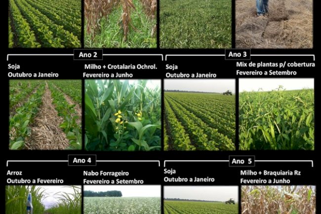 Sistema Plantio Direto: Caminho para Agricultura Regenerativa
