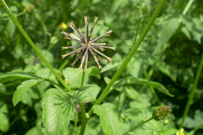 Pesquisa registra resistência da planta daninha picão-preto ao glifosato