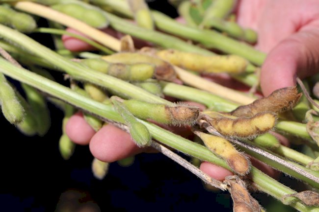 Cientistas avaliam fungicidas e cultivares para combater a podridão de grãos na soja