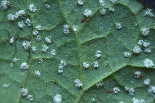 Embrapa Arroz e Feijão faz pesquisa para conhecer usuários de bioinsumos agrícolas