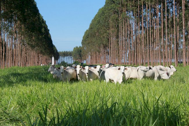 Sistemas ILPF mitigam emissão de gases de efeito estufa no bioma Amazônia