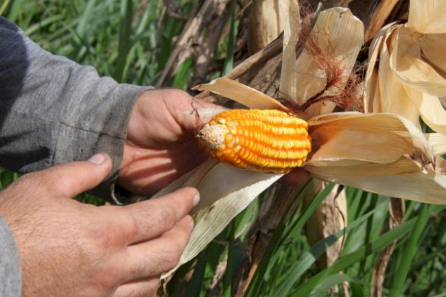 Microrganismos para o manejo da fertilidade do solo são promotores de crescimento de plantas