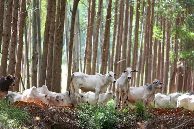 Sistemas agrícolas sustentáveis são oportunidade de sequestro de carbono para o Brasil