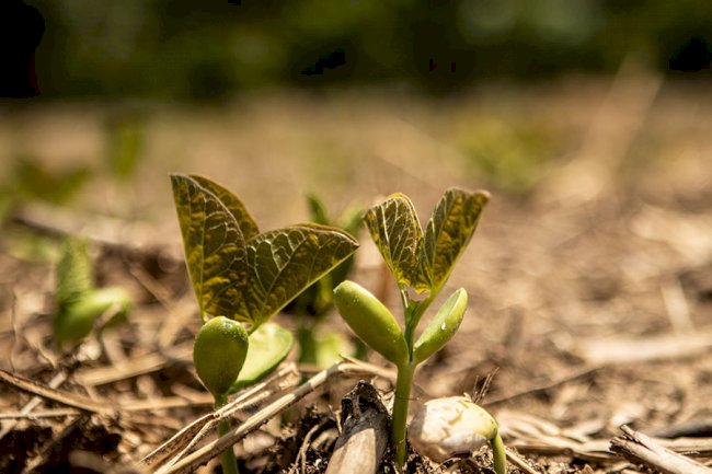 Projeto internacional avalia serviços ecossistêmicos do solo no Matopiba