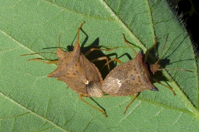 Ocorrência de pragas comuns na sucessão soja/milho