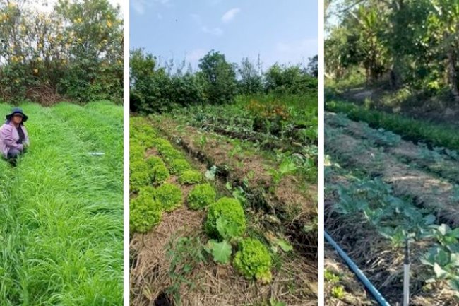 Produtores do Cinturão Verde apostam em plantio direto para reduzir perdas causadas pelo forte calor e pelas tempestades de verão