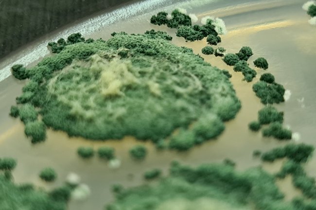 Trichoderma, principal agente de controle biológico do mundo, será tema de simpósio na Embrapa Meio Ambiente