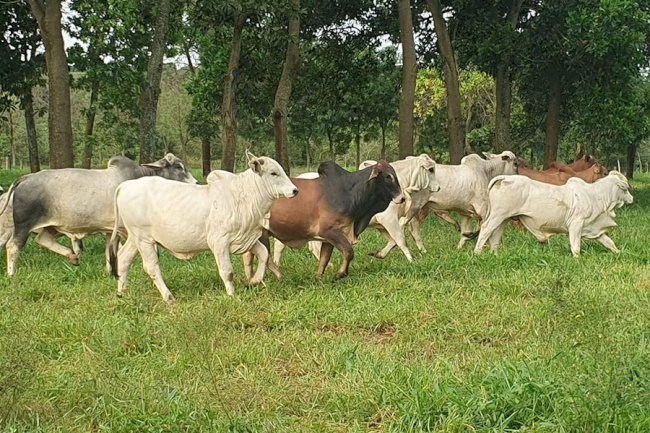 Protocolos de produção de carne reduzem em até 15% a emissão de gás de efeito estufa