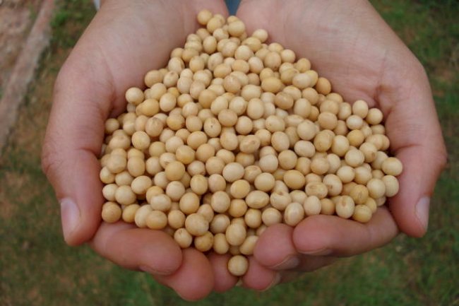 Bioinsumo e aplicativos da Embrapa Agrobiologia na Coopavel 2024