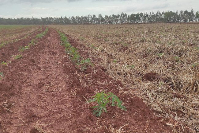 Manejo de solos compactados entra em discussão no Show Rural