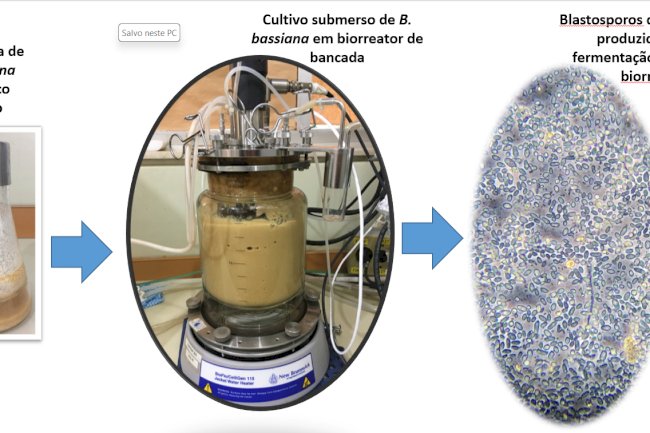 Descoberta pode contribuir com o controle biológico de pragas