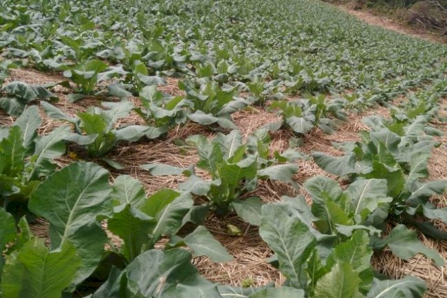 Desafios e soluções para mitigar a erosão provocada pelas chuvas na agricultura catarinense