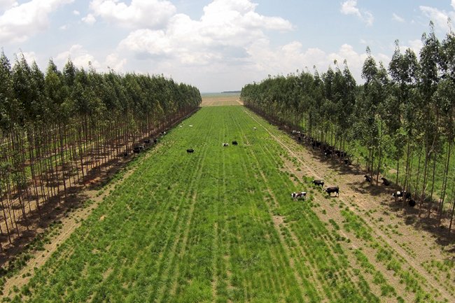 Embrapa cria plataforma com métricas de carbono adaptadas às condições tropicais