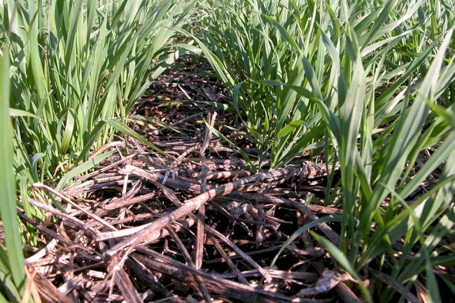 Agricultura Brasileira: Rompendo com a “Carbon Tunnel Vision”