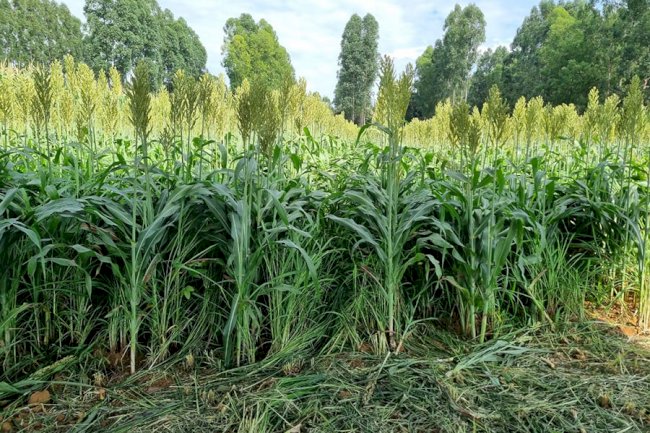 Integração lavoura-pecuária pode reduzir o uso de fertilizantes e mitigar impactos no clima