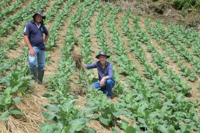 Agricultor de Angelina comprova a eficiência do SPDH diante de calor excessivo e de chuva intensa em SC