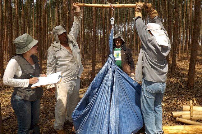 Eucalipto é capaz de armazenar grandes quantidades de carbono