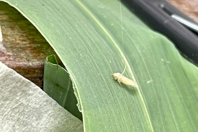Estudo explica como um fungo pode controlar a principal praga que afeta o cultivo de milho