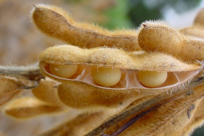 Principais drivers do mercado internacional