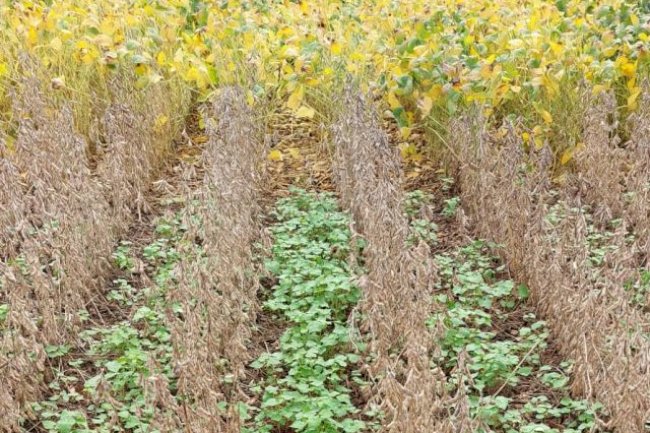 Epagri apresenta tecnologias para conservação do solo em lavoura de grãos durante o 28° Show Tecnológico Copercampos