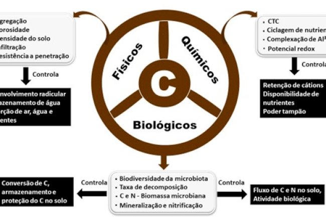 Sistema Plantio Direto: base para a agricultura sustentável