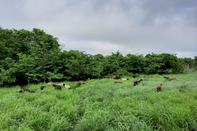 Sistemas integrados de produção aumentam matéria orgânica em solos da Caatinga