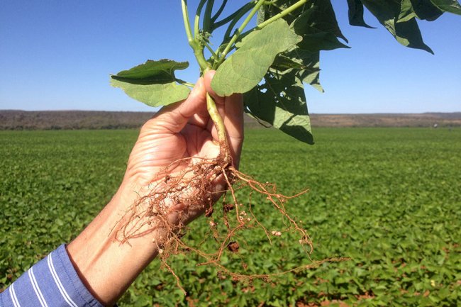Bioprodutos geram até 214% de retorno sobre sua aplicação na cultura do feijão