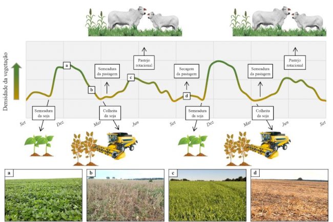 Método alia inteligência artificial a imagens de satélite para mapear áreas com integração lavoura-pecuária