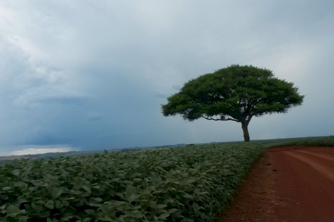 Modelos matemáticos apontam como a produção agrícola no Cerrado sofrerá os impactos das mudanças no clima