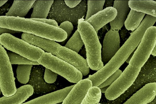 Combinação de nano e biotecnologia traz avanços para o controle biológico na agricultura