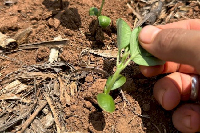 Pesquisa desenvolve primeiro bioinsumo com dupla função para a cultura da soja