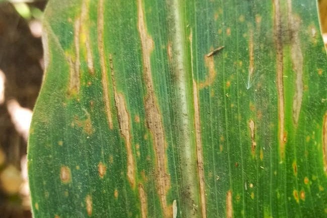 Pesquisa avalia eficiência de fungicidas em milho