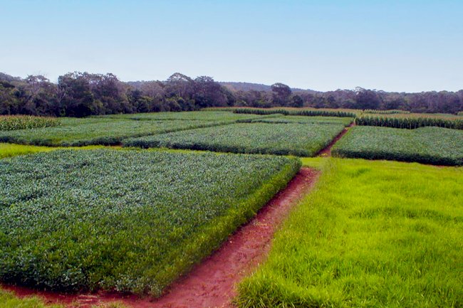 Plantio Direto e sucessão de culturas contribuem para mitigar emissões de óxido nitroso no Cerrado