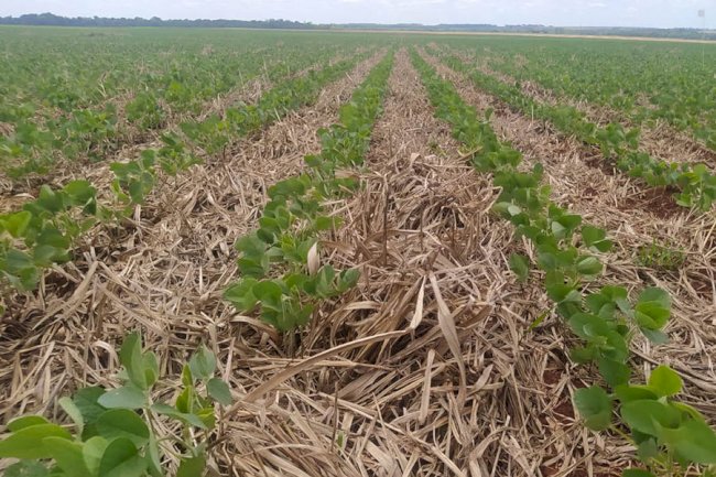 Ponte verde como alternativa para períodos longos e secos