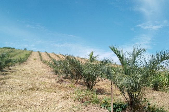 Apta Regional pesquisa uso inédito da macaúba em sistemas integrados de produção