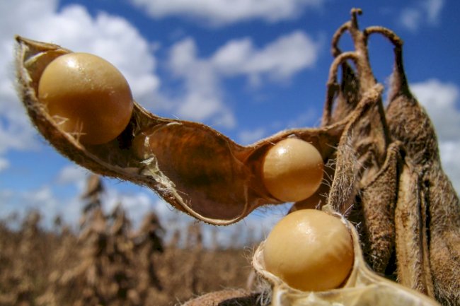 Mapa publica Zoneamento Agrícola de Risco Climático da Soja para safra 2024/2025