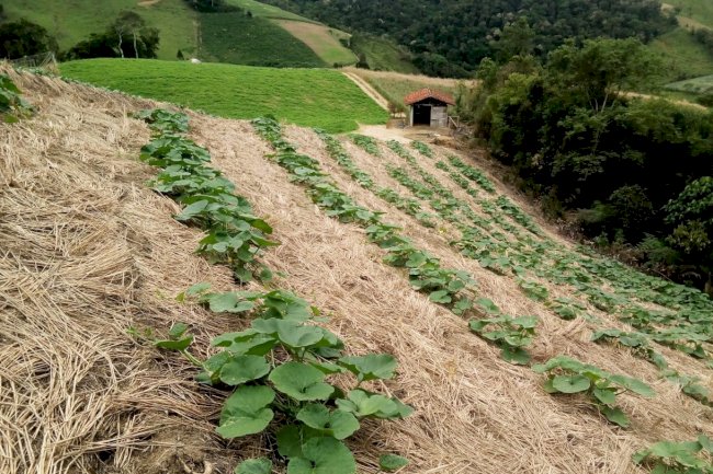 O Sistema Plantio Direto e a Segurança Alimentar