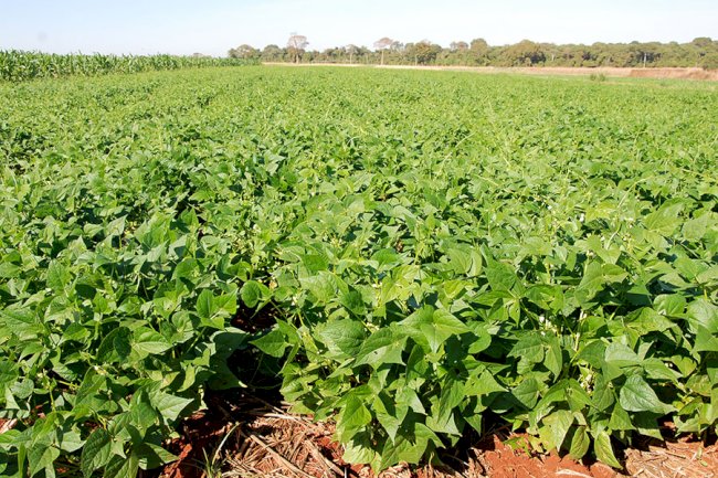 Plantio Direto e integração lavoura-pecuária aumentam diversidade microbiana do solo e protegem as plantas