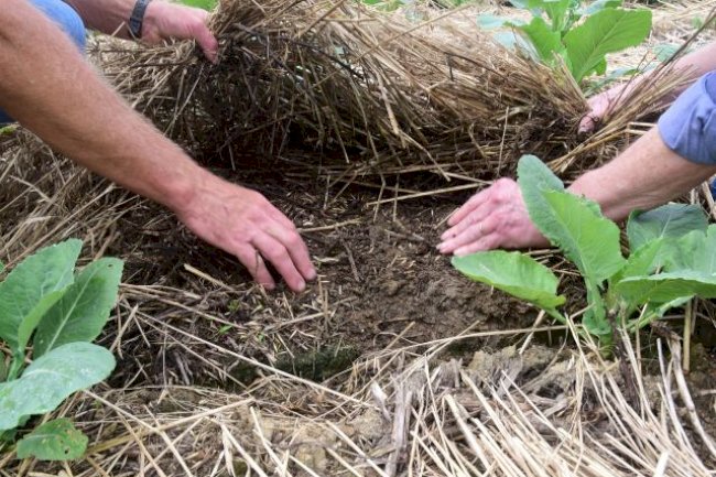 Semana do Meio Ambiente contará com eventos sobre agricultura sustentável em SC