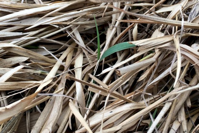 O uso estratégico das plantas de serviço