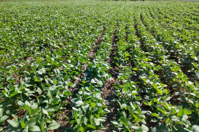 Agro brasileiro: produtividade, competitividade e sustentabilidade