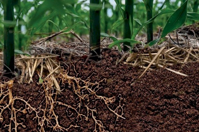 A rentabilidade do sistema de produção em SPD e a sucessão de cultivos