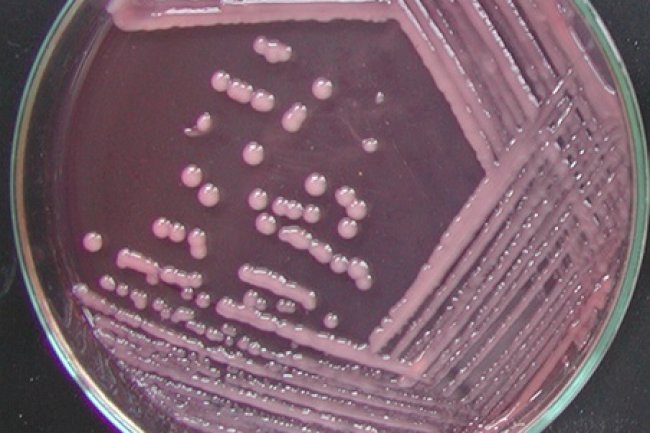 Reunião Relare debate potencial dos inoculantes microbianos no Brasil