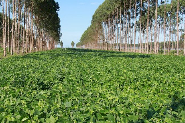 Palestra com produtores foca resiliência e rentabilidade da lavoura