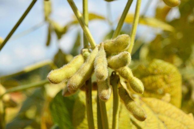 Pesquisa avança na definição das diretrizes para certificar produção de soja baixo carbono
