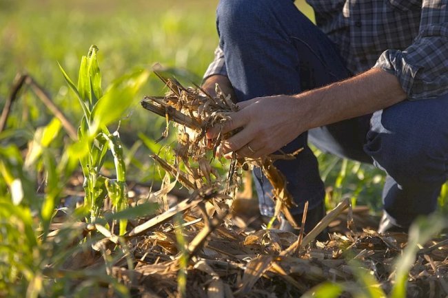 Oeste da Bahia será sede do 19º Encontro Nacional do Sistema Plantio Direto